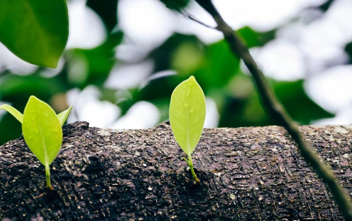 Article Image for Sustainable Business Practices as a Competitive Advantage